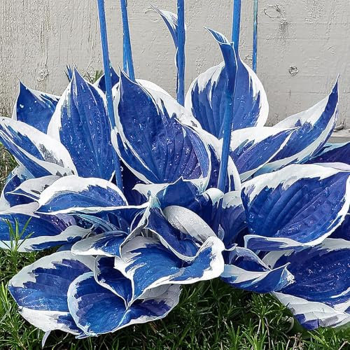 200Pcs Graines de Hosta, Plante Vivace, Faible Entretien, Résistante au Froid, Croissance Rapide, Idéale pour Jardin Extérieur