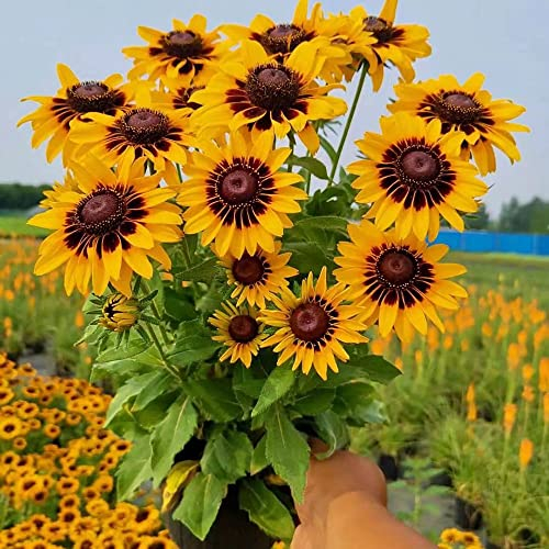 650 Stück sonnenhut samen winterhart mehrjährig Rudbeckia laciniata - Seltene Pflanzen serie - mittagsblume winterhart saatgut geschenk balkon hochbeet balkonpflanzen garden balkon beet