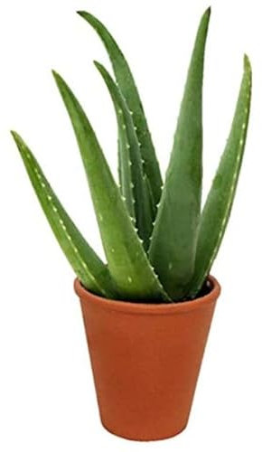 Aloe Vera House Indoor Plant Natural Medicinal Healing in 6 cm Pot