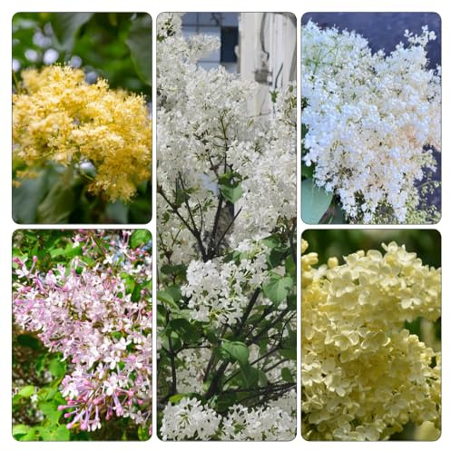 lilla - Syringa vulgaris balcone parterre da acquistare semi di resistenti 500pcs