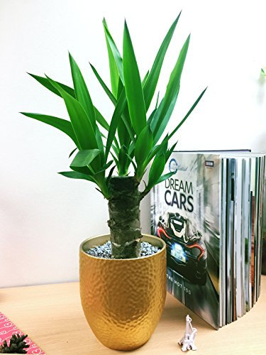 Pot doré luxueux en céramique pour fleurs, Spineless Yucca Plant