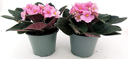 POWERS TO FLOWERS - SAINTPAULIA ROSA, 2 PIANTE VASO 11CM, VIOLETTA AFRICANA, pianta vera