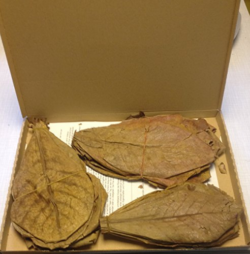 ~ 50 Stück (100 Gramm) 20-25cm - Seemandelbaumblätter Catappa Leaves TopQualität - BLITZVERSAND