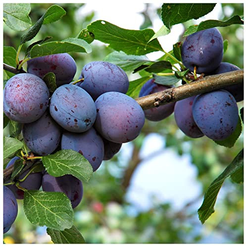 Czar Plum Tree 4-5 ft in 6L Pot, Self Fertile,Ready to Fruit, Good for Cooking or Eating 3fatpigs®