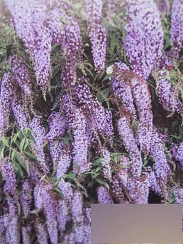 Buddleja Wisteria Lane - Sommerflieder Wisteria Lane - duftend