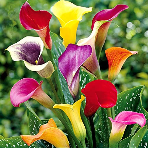 Zantedeschia aethiopica,Bulbi di Calla, bellissimi fiori dall'aspetto elegante, adatti per piante in vaso o fiori recisi