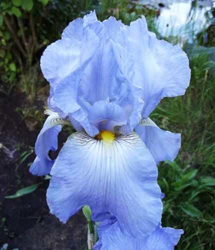 Iriszwiebeln : Iris germanica Bartiris  Blue Rhytm  1 Rhizome