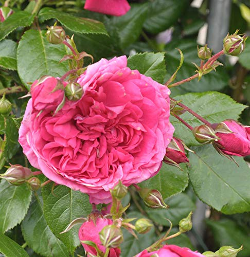 Kletterrose Laguna® 30-60cm - lebende Gartenpflanze aus den Baumschulen