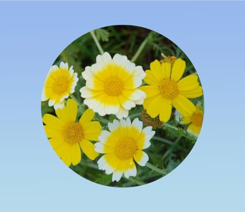 300 Graines de Chrysanthème Comestible (Shungiku) – Feuilles et Fleurs Tendres, Saveur Poivrée – Idéal en Salade et Wok – Facile à Cultiver