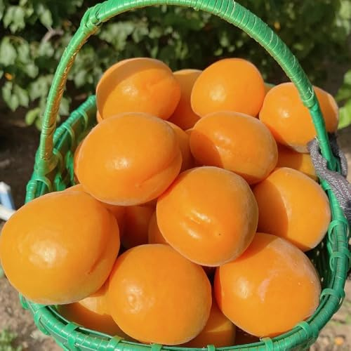 semillas de albaricoquero Semillas de frescas, decoración jardín para exteriores, albaricoquero Decoración 2pcs