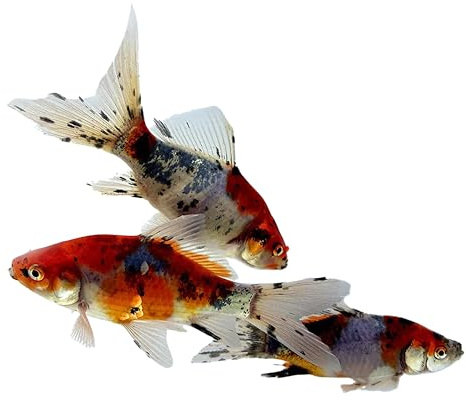 Toledo Goldfish Shubunkin Goldfish: Live Blue Calico Colored Goldfish with a Variety of Patterns - Perfect for Stocking Ponds, Aquariums, or Tanks - 3-4 Inches, 10 Count