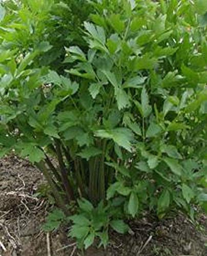 ENVIDESO Heirloom 200 Seed Seed Lovage - 3-8 Ft Tall (.91-2.4m)