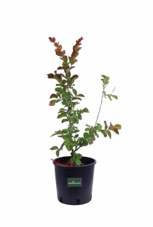 Vivaio Garden Forest, Lagerstroemia Red Imperator rossa - Albero/arbusto a foglia caduca, Fioritura estiva rossa in racemi 10-20 cm, Per giardino e viali, Sole o mezz’ombra, Resistente fino a -10°C
