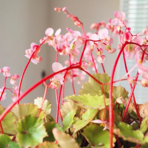 semillas de begonia resistentes jardines de rocas Begonia trucha invernaderos balcón decoración interior semillas interior fáciles cuidar decorativas 300pcs