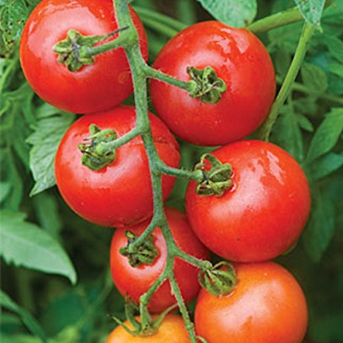 Tomato Mountain Magic F1