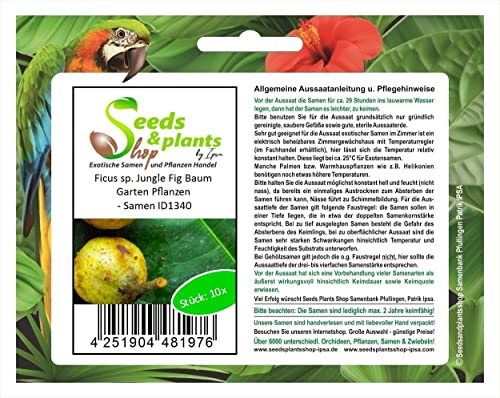 Stk - 10x Ficus sp. Jungle Fig Baum Garten Pflanzen - Samen ID1340 - Seeds & Plants Shop by Ipsa