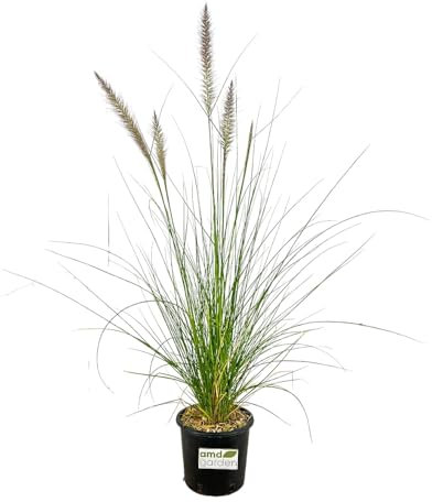 Pianta di PENNISETUM ALOPECUROIDES Erba delle Fontane H50CM Pampas FOTO REALE AMDGarden