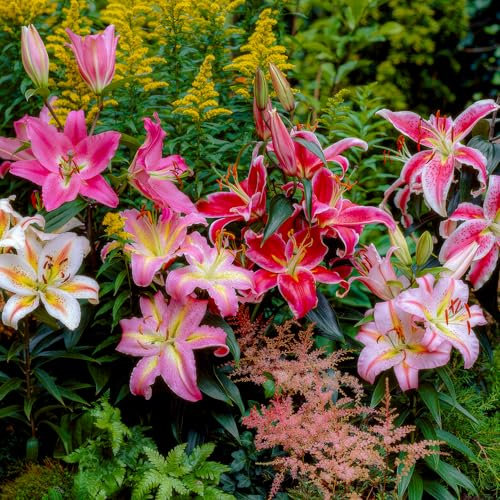 FLORIUM - Orientalische Lilien Exquisite Kollektion (15 Zwiebeln) Mischung aus 5 Sorten, je 3 pro Farbe, Winterharte Garten blumenzwiebeln aus Holland, Große Knollen – Echte Pflanzen (keine Samen)