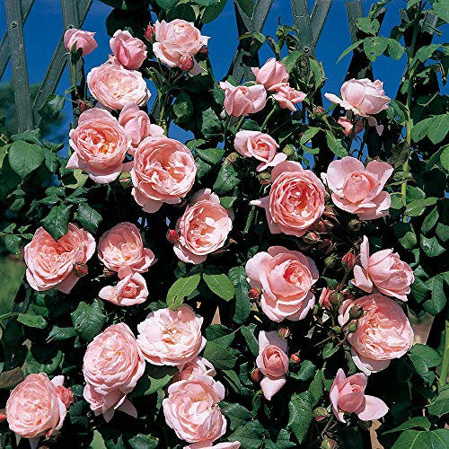 Nahema®, rosa rampicante in vaso di Rose Barni®, pianta rampicante rifiorente grandi fiori, altezza raggiunta 5 metri, rifiorente con fiori rosa confetto, profumatissima, cod. 16060.