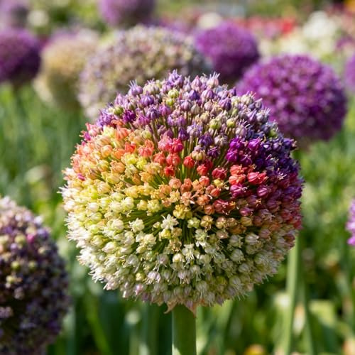 Allium, rizomi di Allium resistenti, rizomi perenni da giardino, piantagioni di Allium rari da giardino-6 rizomi-H