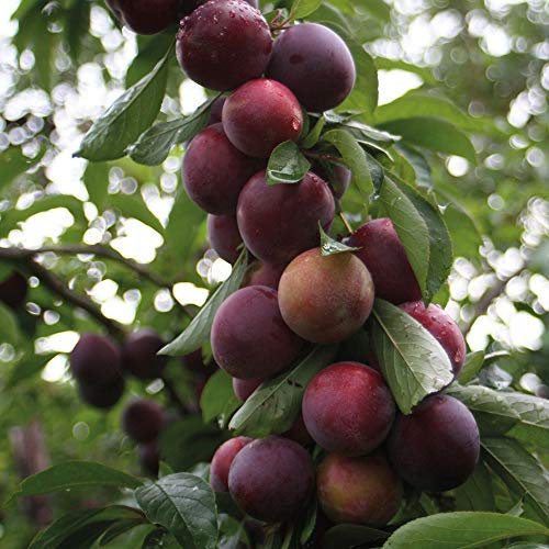 Thompson & Morgan Hardy Plum Fruit Tree ‘Marjorie’s Seedling’ Variety, St Julien’s Rootstock, Bare Root Garden Plant, Attractive to Pollinators, High Yield Ideal for Gardens 1 x Bare Root