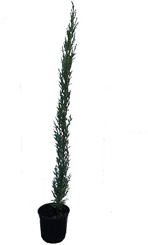 Ciprés Natural Arbusto para Jardines o Terrazas