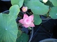 Fiore di Loto Nano Nelumbo Small My – Rizoma Vivo di Loto Ornamentale Rosa – Pianta Acquatica per Vasi e Piccoli Laghetti – Fioritura Estiva Decorativa