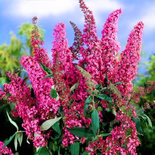 Pink Butterfly Bush Live Plant Shrub, Buddleia Bush Well Rooted, 5 to 10 Inc Tall