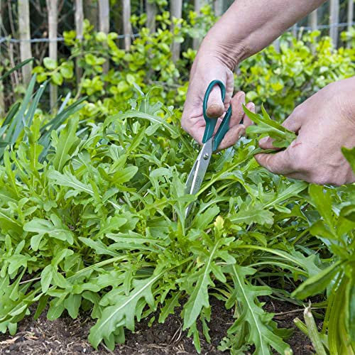 Einjähriges Kraut Eruca Sativa Rucola 50 Rucola-Samen