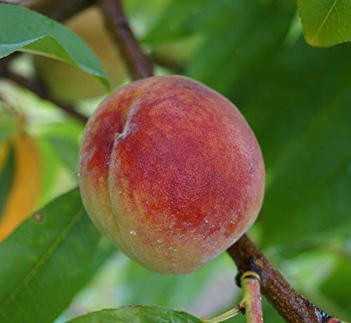 Suncrest, Pfirsichbaum, gelbfleischig, ca. 120cm im 10 Liter Topf