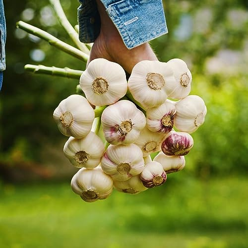 semillas de ajo jardín del balcón de interior variedades antiguas variedades antiguas semillas jardín exótico balcón invernadero 100pcs