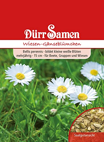 Dürr-Samen - Wiesen-Gänseblümchen weiß zweijährig 15 cm Saatgut