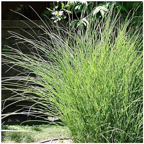 Miscanthus sinensis 'Gracillimus' / Chinese Silver Grass in 2L Pot 3fatpigs®