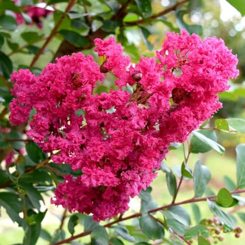 Vivai le Georgiche - Pianta vera di Lagerstroemia indica Pocomoke Lillà delle Indie, Mirto crespo - vaso Ø 18 cm - altezza alla vendita 10-15 cm