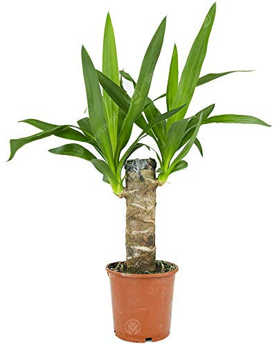 Yucca Elephantipes Spinless Yucca Live Indoor Decorative Houseplant in 12cm Pot