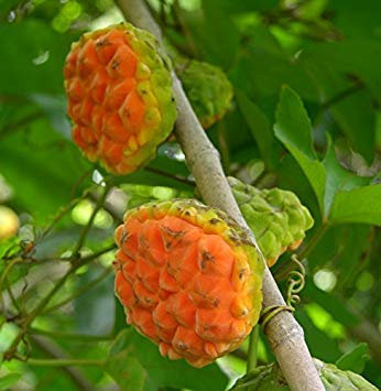 7 semi - Castilla elastica Panamá Semilla de árbol de caucho
