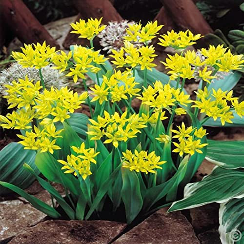 Lot de 10 Bulbes d' Ail d'ornement - Moly luteum calibre 4/5 - La Main Verte