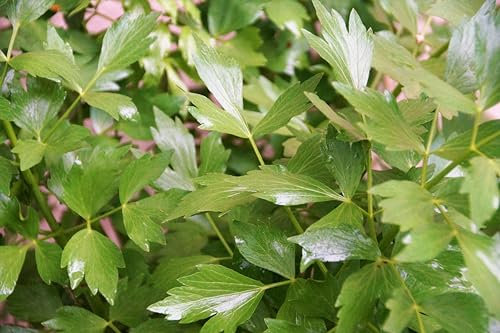 Liebstöckel (Levisticum officinale) Samen. Maggikraut, Küchenkraut, Heilpflanze (10000 Samen = 36,0g)