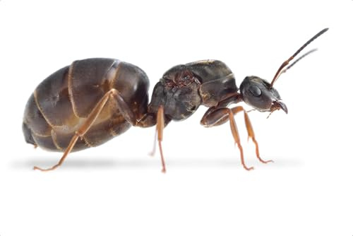 Lasius niger Black Garden Queen Ant with eggs Best Ants UK