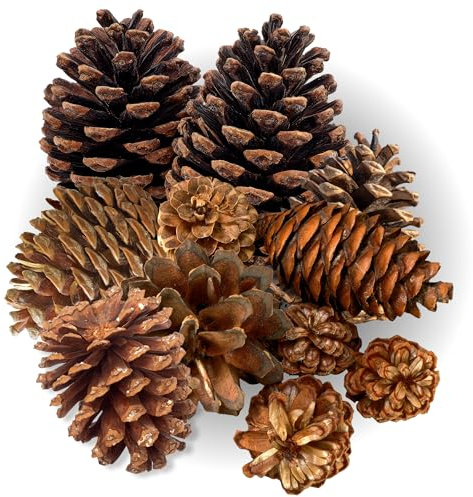 Scented Cedar & Balsam Pinecones – Rustic Natural Pinecones with Fresh & Crisp Aroma – Hand Picked & Perfect for Seasonal Home Décor, Holiday Craft Supplies, Autumn & Winter Home Fragrance