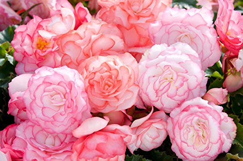 PREMIER SEEDS DIRECT - Begonia Tuberous Seeds - ON TOP - Pink Halo F1 (150 Pellets)