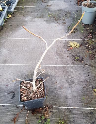 Ficus carica 'Rouge de Sologne' / Figuier 'Rouge de Sologne' / Conteneur de 1 à 1.9 litres/Fruitier