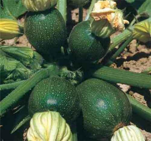 15 SEMI- ZUCCHINO TONDO DI PIACENZA semi freschi