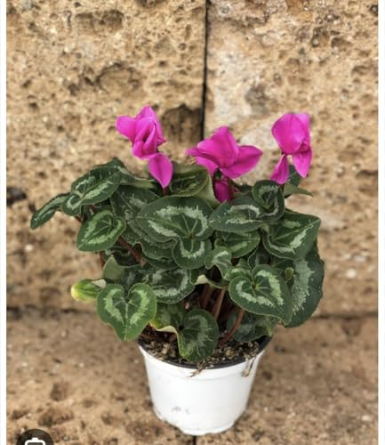 Cyclamens plante Vera Terre di Romagna Vase 10cm