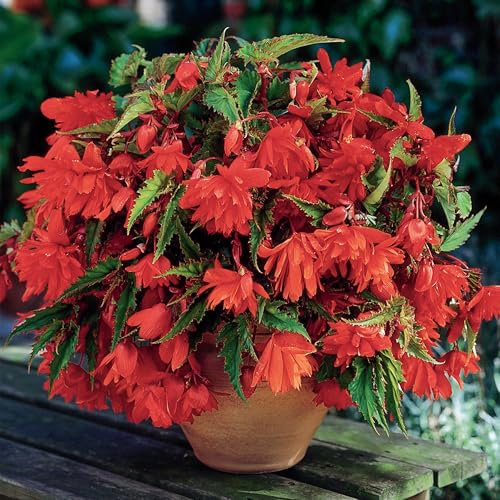Begonia Orange Cascade - Tuberous Perennial - Summer Flowering Garden Bulbs - Live Trailing Plants for Hanging Baskets and Pots - UK Gardens (3 Bulbs)