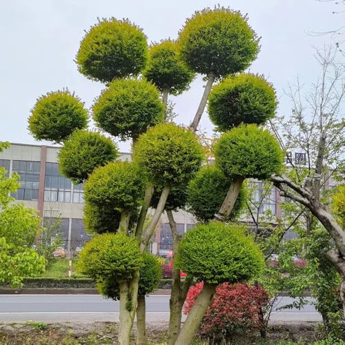aligustre, semillas de aligustre de interior con cama elevada y minijardín alheña jardín, decoración otoñal jardíns resistentes floración Decoraciones 100semillas