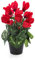 artplants.de Kunstblume Alpenveilchen im Topf, 12 Blüten, rot, 25cm - Mini Kunstblumen - Dekoblumen klein