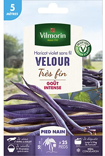 Vilmorin - Graines de Haricot violet sans fil VELOUR très fin - 5 mètres