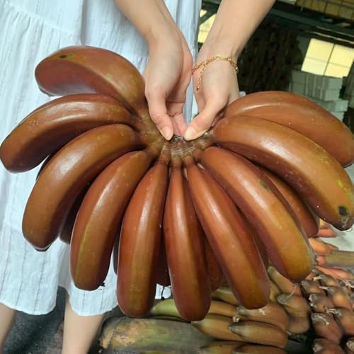 semi di banana - biologici da balcone 50pcs