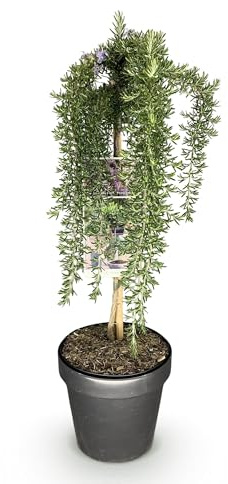 Rosmarinus officinalis Prostratus - Terrassväxt - Vintergrön - Härdig - Lila blomma - 80-90cm - Ø19cm - Trädgårdsväxt
